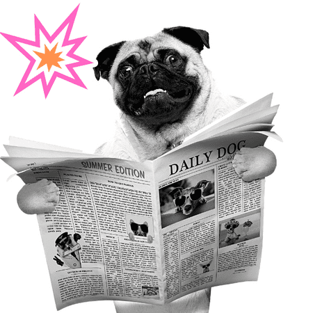 Carlin qui lit son journal: Le Daily DOG . Il s'informe des nouvelles du blog de Big Badaboum